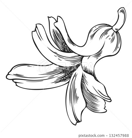 Hyacinth flower engraved sketch vector icon, hand drawn spring bell-shaped blossom plant, blooming herb ink style Hyacinth flower engraved sketch vector icon, hand drawn spring bell-shaped blossom plant, blooming herb ink style 132457988