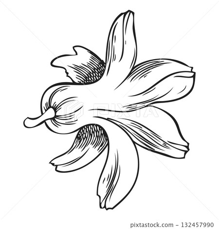 Hyacinth flower bud engraved sketch, hand drawn spring blossom plant, blooming herb ink style, botanical vector design Hyacinth flower bud engraved sketch, hand drawn spring blossom plant, blooming herb ink style, botanical vector design 132457990