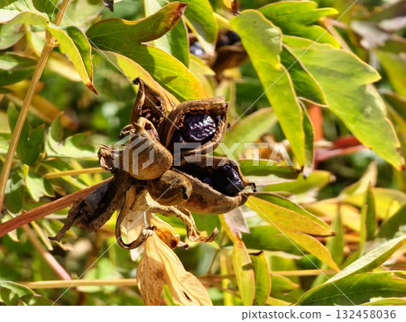 Paeonia suffruticosa seeds in stars. Peony flower tree seeds on blurred background. Peony, a symbol of a semi-shrub in Chinese culture. Seeds of the national flower of China. Gardening, floriculture 132458036