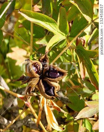 Paeonia suffruticosa seeds in stars. Peony flower tree seeds on a blurred background. Peony, a symbol of semi-shrub in Chinese culture. Seeds of the national flower of China. Gardening, floriculture 132458037
