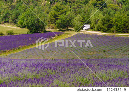 Lavender field and caravan camping in distance, Provence France Lavender field and caravan camping in distance, Provence France 132458349