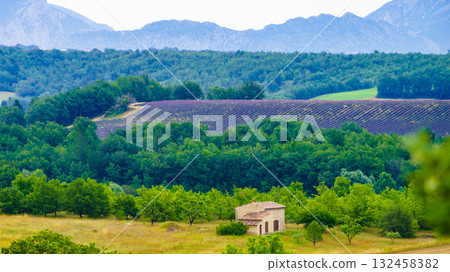 Provence landscape with lavender fields, France Provence landscape with lavender fields, France 132458382
