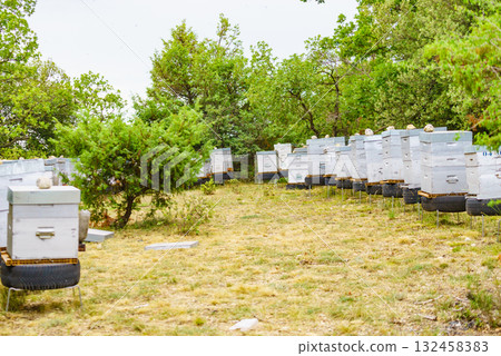 Bee hives in green nature. Beekeeping. Bee hives in green nature. Beekeeping. 132458383