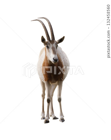 scimitar horned olyx isolated on white background 132458560