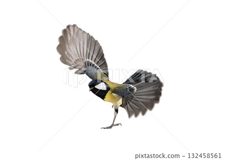 tit with spread wings standing on one leg isolated on white background 132458561
