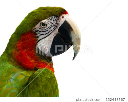 portrait large green macaw, (ara ambigua). isolated on white background 132458567