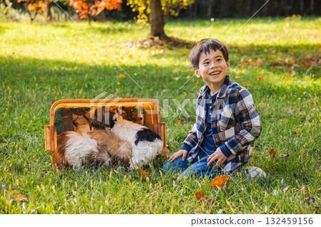 Smiling boy sitting on the grass with Havanese puppies in a plastic box outdoors  132459156