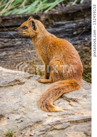 Yellow mongoose sitting on a rock and looking to the side, showing its reddish fur and long tail in a natural habitat. 132459158