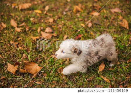 Australian Shepherd puppy with blue eyes walking through fallen autumn leaves on green grass, fluffy merle-colored dog outdoors in park 132459159