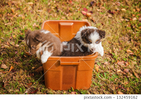 Two Australian Shepherd puppies sitting in a brown plastic container on autumn grass outdoors 132459162