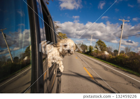 Fluffy dog enjoys a car ride with its head out the window on a sunny countryside road under a blue sky Fluffy dog enjoys a car ride with its head out the window on a sunny countryside road under a blue sky 132459226