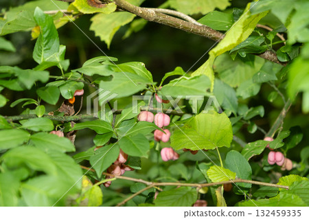Colorful Euonymus Berries on Branches in Autumn Forest Colorful Euonymus Berries on Branches in Autumn Forest 132459335