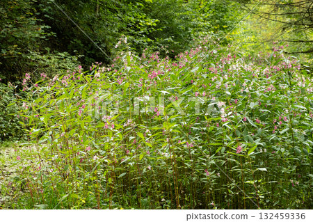 Beautiful alpine forest with wild flowers Beautiful alpine forest with wild flowers 132459336