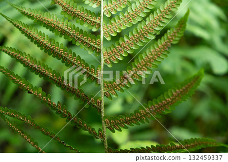 Fern Sori Close-Up, Brown Spore Clusters on Underside of Leaf 132459337