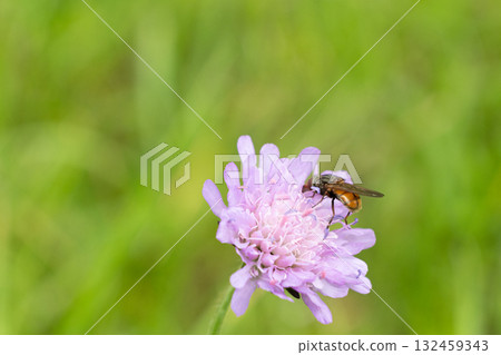 Alpine Fly Pollinates a Wild Mountain Flower in Summer 132459343