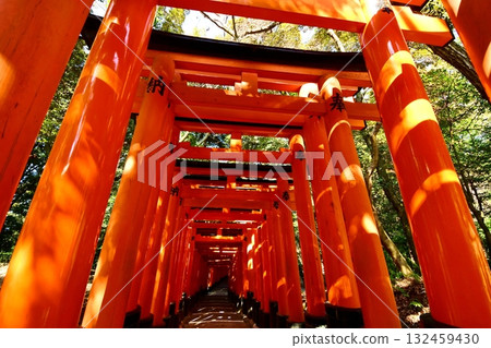 Kyoto Prefecture, Fushimi Inari Taisha Shrine, Senbon Torii (near the inner shrine), Fukakusa Yabunouchicho, Fushimi Ward, Kyoto City, February 2022 132459430