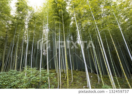 I look up at the bamboo grove I look up at the bamboo grove 132459737