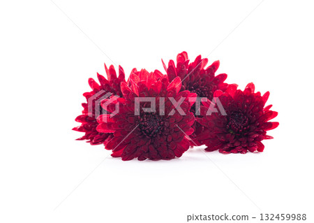 Bright red chrysanthemum blossoms close up in soft light Bright red chrysanthemum blossoms close up in soft light 132459988