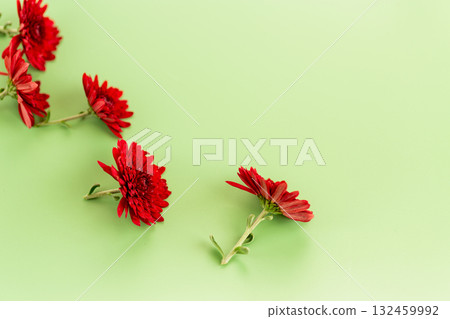 Red chrysanthemum flowers on green background with copy space Red chrysanthemum flowers on green background with copy space 132459992