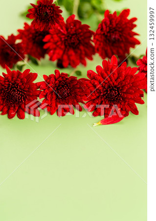 Gentle composition of red chrysanthemum flowers on green surface 132459997
