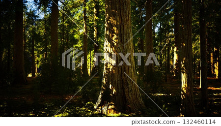 Tall trees stretch into a bright sky as sunlight filters through foliage, illuminating the forest floor. Shadows create a serene atmosphere perfect for nature lovers and hikers. 132460114
