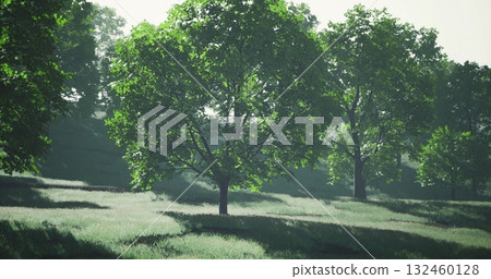 Sunlight streams through the leaves of tall trees in a peaceful, green landscape. Soft grass covers the ground, creating a tranquil atmosphere in a natural setting. 132460128