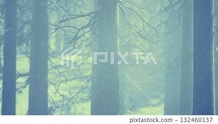 Tall trees stand shrouded in mist, creating a serene atmosphere in a quiet forest. Soft light filters through the branches, illuminating the gentle fog that blankets the ground. 132460137