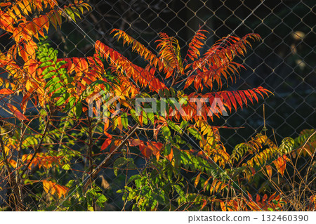 Staghorn sumac. Colorful autumn leaves in red, orange, and green tones climbing on metal wire fence. Concept of natural contrast, seasonal transition, urban wilderness 132460390