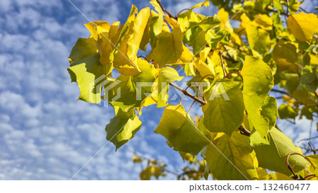 Yellow leaves of an apricot tree against a blue sky. Warm autumn weather. 132460477