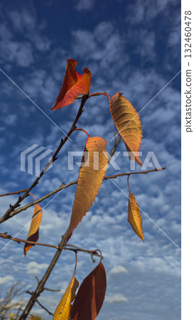 Yellow leaves of an apricot tree against a blue sky. Warm autumn weather. 132460478