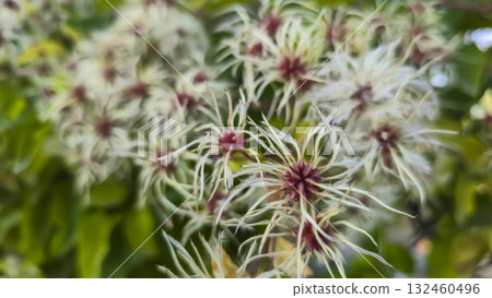 Blooming jasmine, like fluffy balls, climbs the fence at the dacha. 132460496