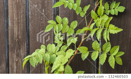 Old rustic wooden surface. Green vine on tree Background and construction boards 132460503