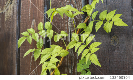 Old rustic wooden surface. Green vine on tree Background and construction boards 132460504