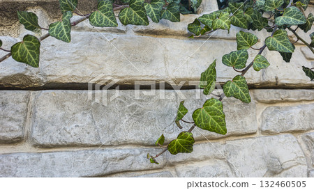 A fence or concrete wall, natural texture. Ivy climbs over the concrete surface. 132460505
