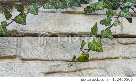 A fence or concrete wall, natural texture. Ivy climbs over the concrete surface. 132460506