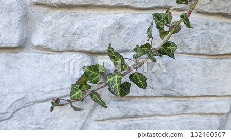 A fence or concrete wall, natural texture. Ivy climbs over the concrete surface. 132460507