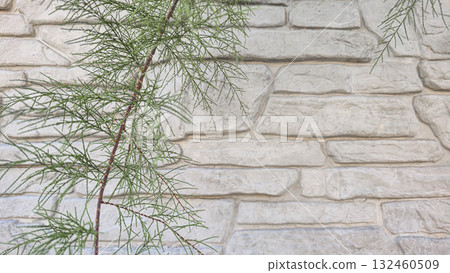 A fence or concrete wall, natural texture. Ivy climbs over the concrete surface. 132460509