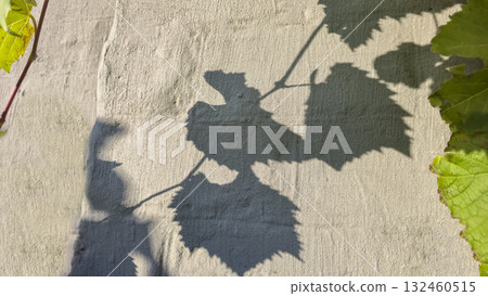 A fence or concrete wall with a shadow cast by grape leaves. Volumetric texture. A fence or concrete wall with a shadow cast by grape leaves. Volumetric texture. 132460515