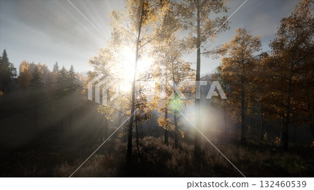 Sunlight pierces through the vibrant leaves of trees, creating a magical glow in the tranquil forest. The air is crisp, and the peaceful atmosphere invites exploration and reflection. Sunlight pierces through the vibrant leaves of trees, creating a magical glow in the tranquil forest. The air is crisp, and the peaceful atmosphere invites exploration and reflection. 132460539