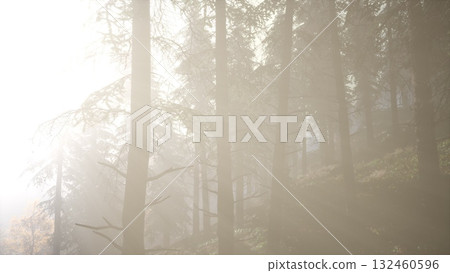 Soft, ethereal light filters through tall trees, creating a serene atmosphere. The mist envelops the forest, inviting peaceful reflection and connection with nature. 132460596