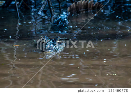 Yacare caiman in the brazilian jungle at Ilha das Canarias in Brazil. Delta do Parnaiba. Yacare caiman in the brazilian jungle at Ilha das Canarias in Brazil. Delta do Parnaiba. 132460778