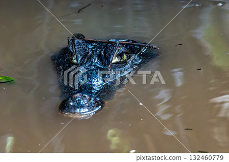 Yacare caiman in the brazilian jungle at Ilha das Canarias in Brazil. Delta do Parnaiba. Yacare caiman in the brazilian jungle at Ilha das Canarias in Brazil. Delta do Parnaiba. 132460779