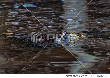Yacare caiman in the brazilian jungle at Ilha das Canarias in Brazil. Delta do Parnaiba. Yacare caiman in the brazilian jungle at Ilha das Canarias in Brazil. Delta do Parnaiba. 132460782