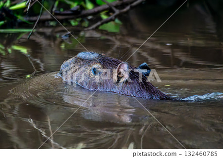 Capybara, Hydrochoerus hydrochaeris at the Igarape do Urubu River, Delta das Americas to Ilha das Canarias, Brazil. South America Capybara, Hydrochoerus hydrochaeris at the Igarape do Urubu River, Delta das Americas to Ilha das Canarias, Brazil. South America 132460785