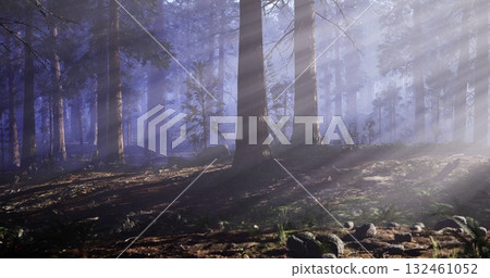 Sunlight streams through tall trees in a serene forest. The soft light creates shadows and highlights on the forest floor, enhancing the peaceful atmosphere. 132461052