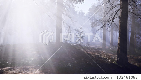 Sunlight streams through the trees in a foggy forest, creating a serene and peaceful environment. The soft haze adds a magical quality to the lush greenery surrounding the area. 132461065