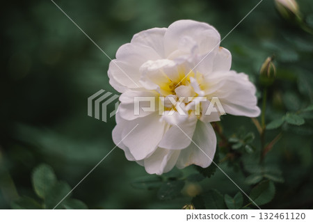 A delicate tea rose bud 132461120
