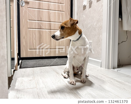 A young sad Jack Russell Terrier is waiting alone for the owner of the house 132461370