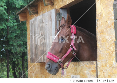 A brown horse with a red harness looks out of the stall. Symbol of 2026 132461586
