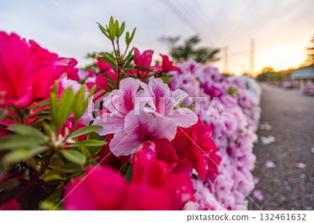 沐浴在清晨陽光下的杜鵑花 132461632